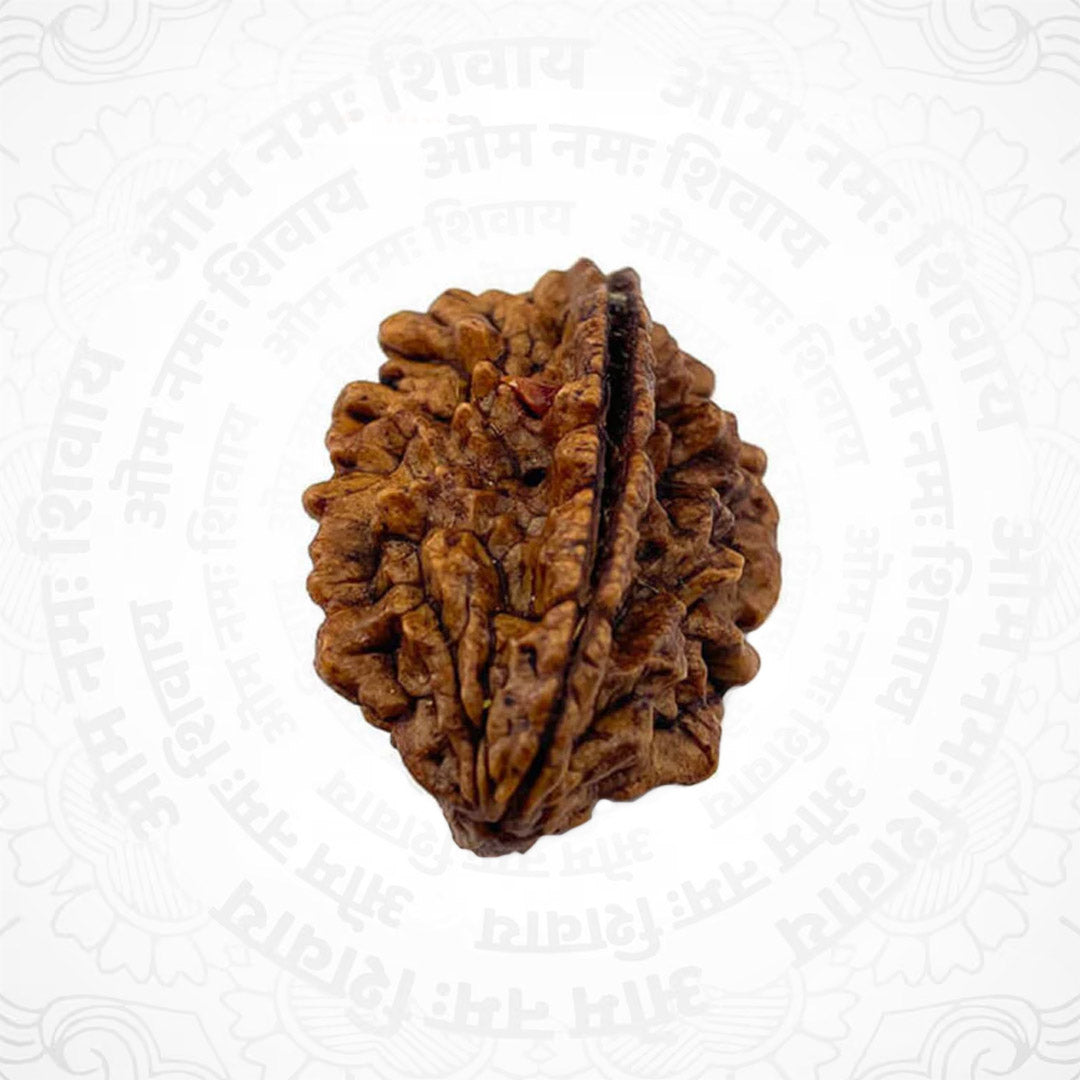2 Mukhi Nepali Certified Rudraksha