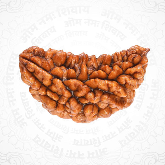 1 Mukhi Nepali Certified Rudraksha