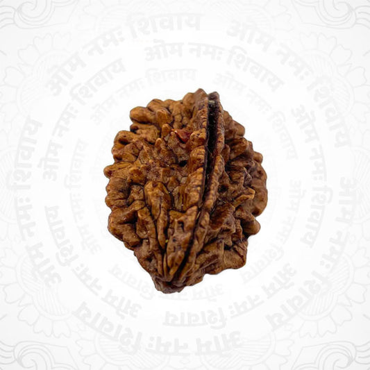 2 Mukhi Nepali Certified Rudraksha