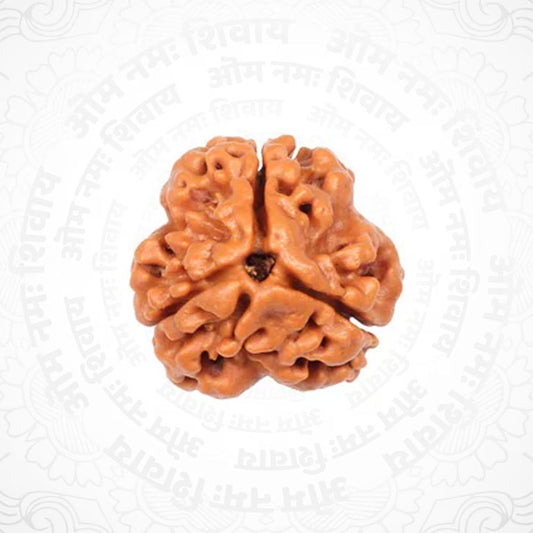 3 Mukhi Nepali Certified Rudraksha