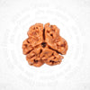 3 Mukhi Nepali Certified Rudraksha