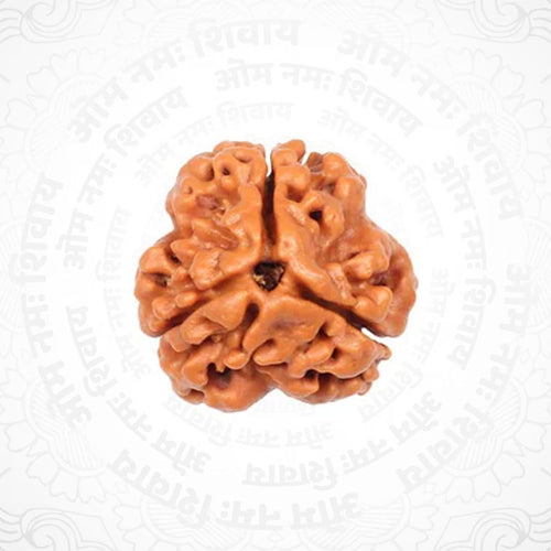 3 Mukhi Nepali Certified Rudraksha