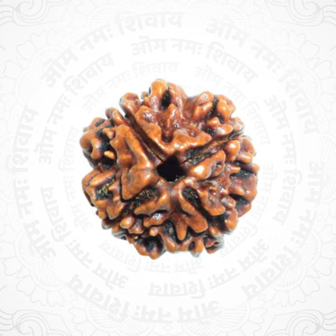 4 Mukhi Nepali Certified Rudraksha