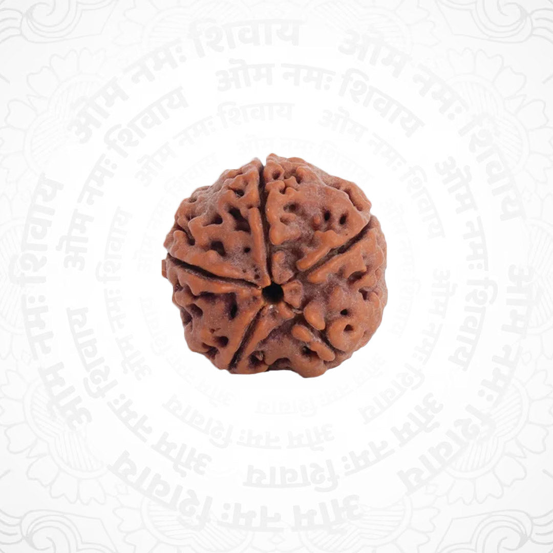5 Mukhi Nepali Certified Rudraksha