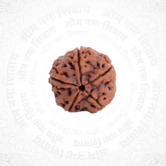 5 Mukhi Nepali Certified Rudraksha